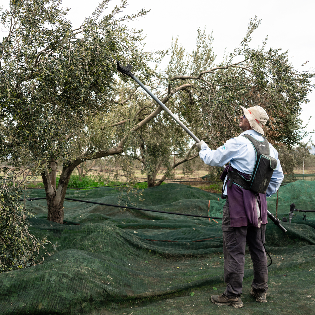 Cretan Heritage One Root Bio, afbeelding 6