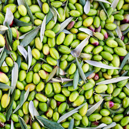 Olio Mimì Peranzana, afbeelding 5