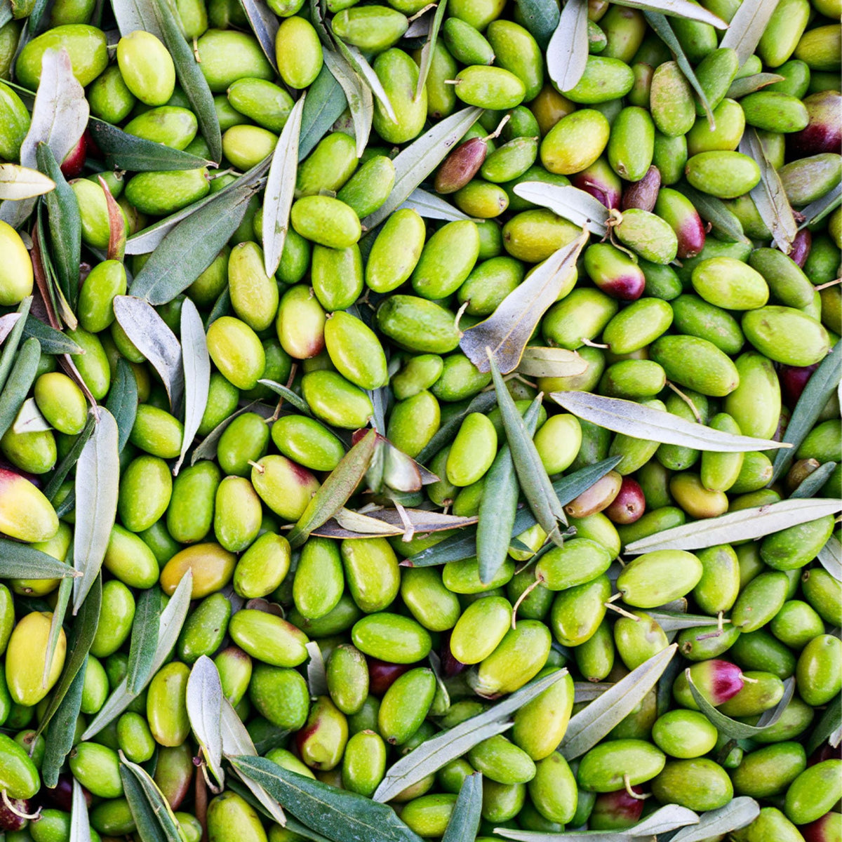Olio Mimì Coratina, afbeelding 6